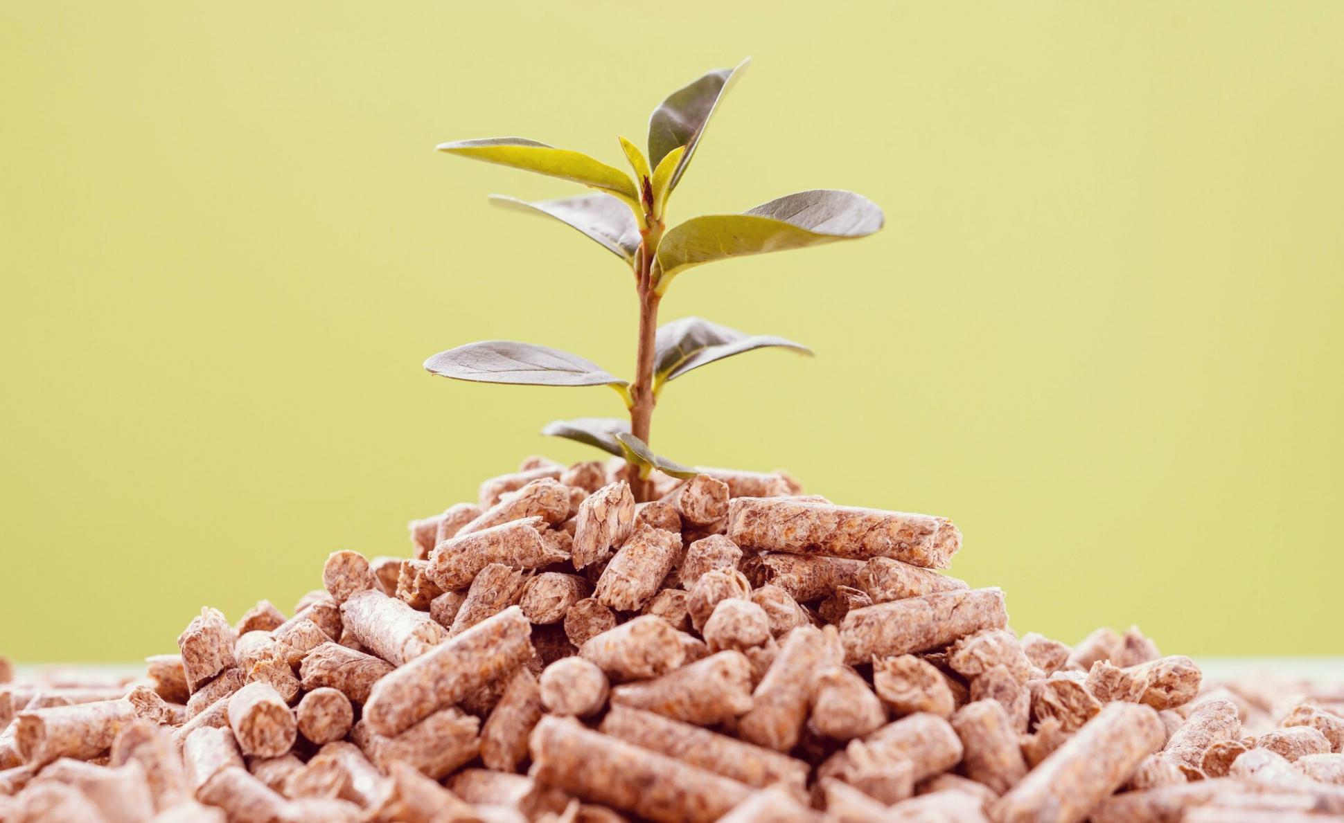 Séminaire en écologie évolutive en cours